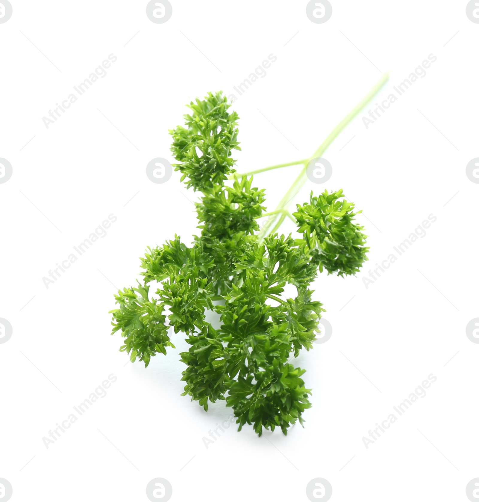 Photo of Fresh green curly parsley on white background