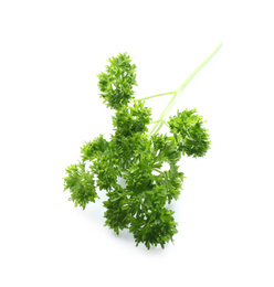 Photo of Fresh green curly parsley on white background