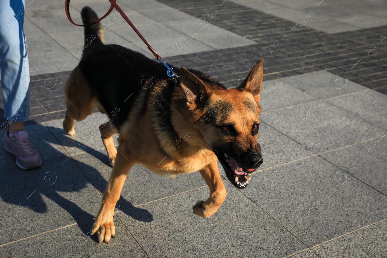 Photo of Woman with her aggressive dog walking outdoors, closeup