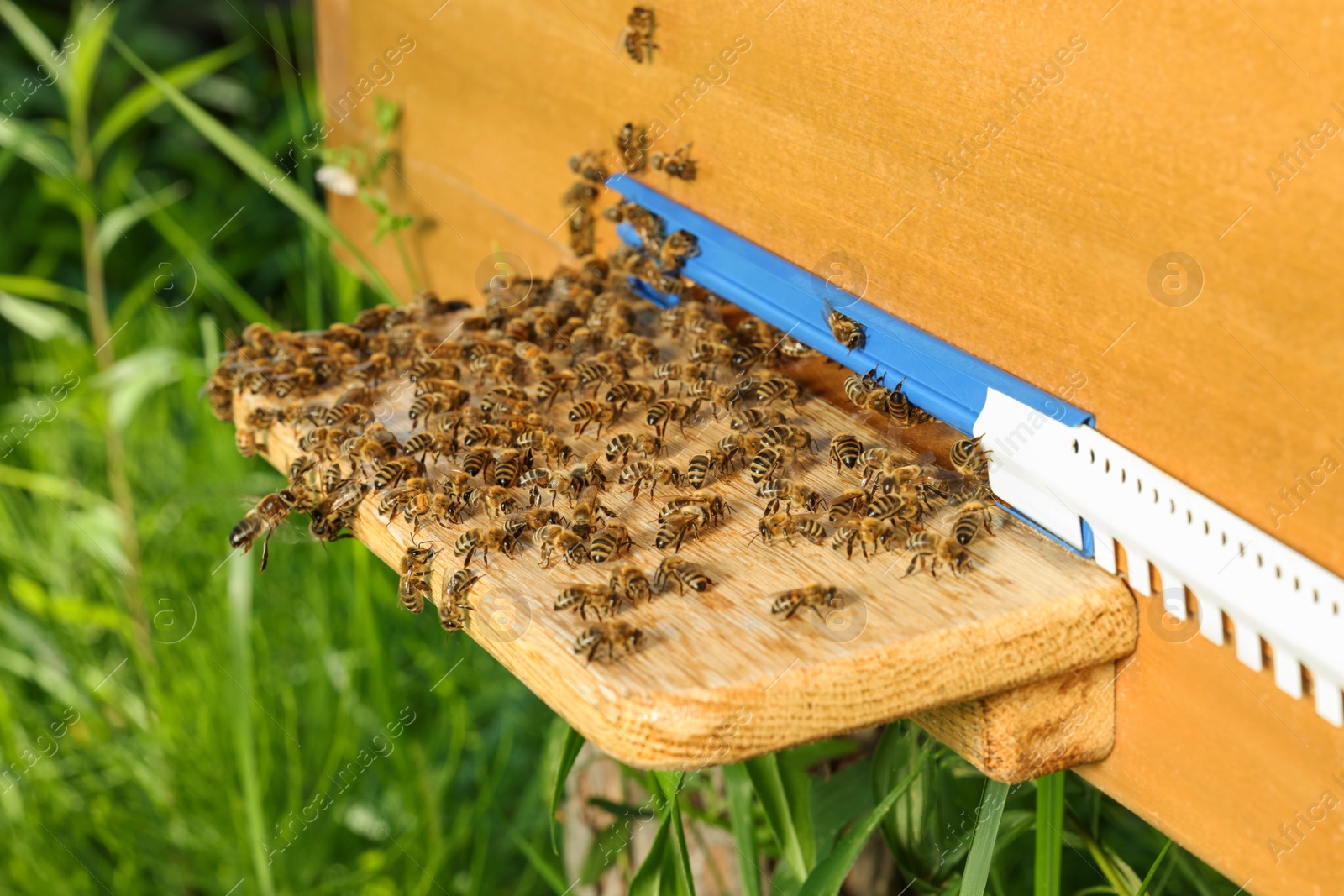 Photo of Closeup view of wooden hive with honey bees on sunny day