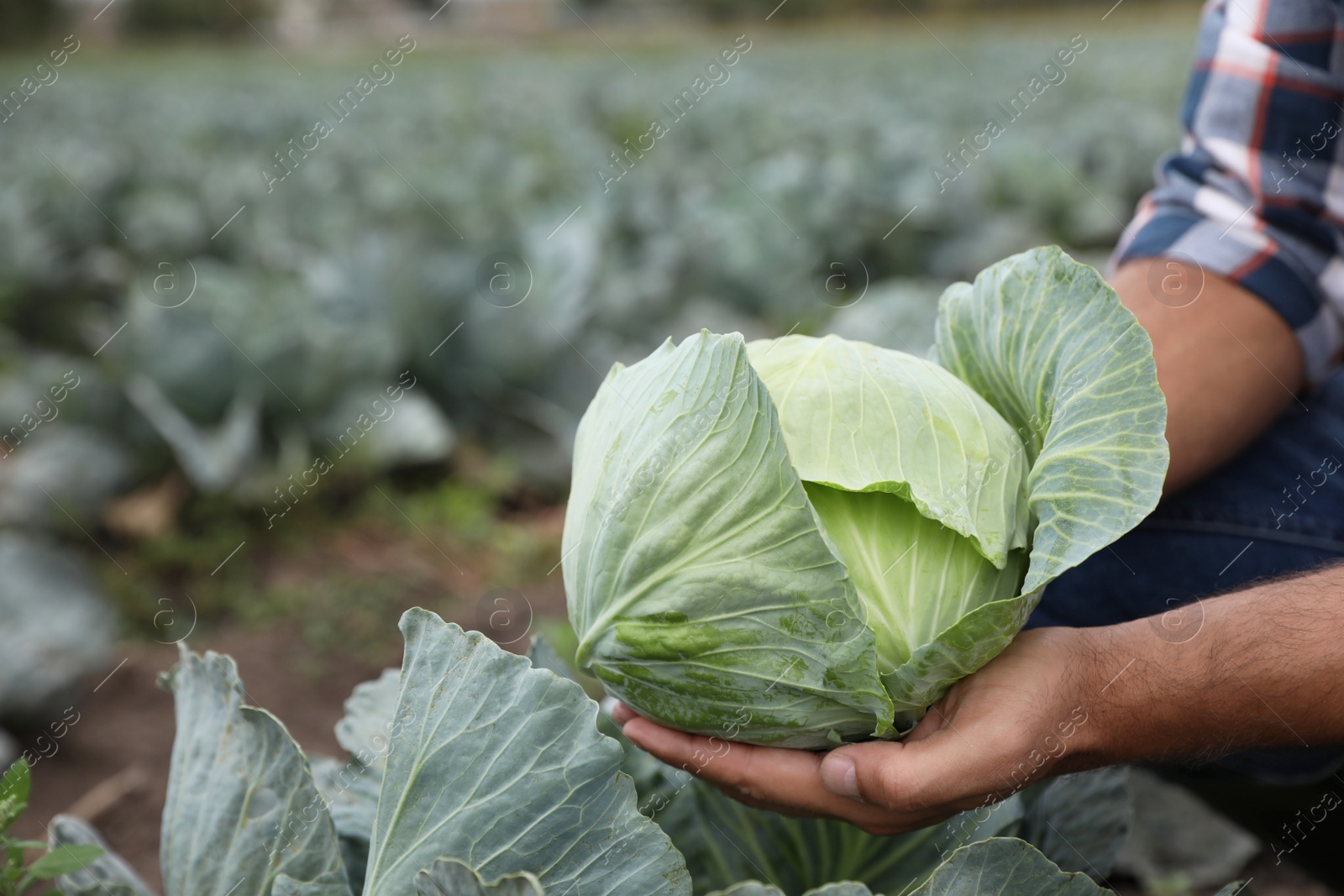 Photo of Farmer with green cabbage in field, closeup view. Harvesting time