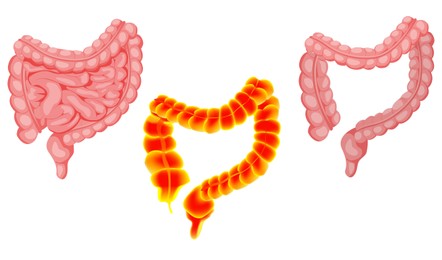Illustration of Illustrations of intestines and large bowel isolated on white