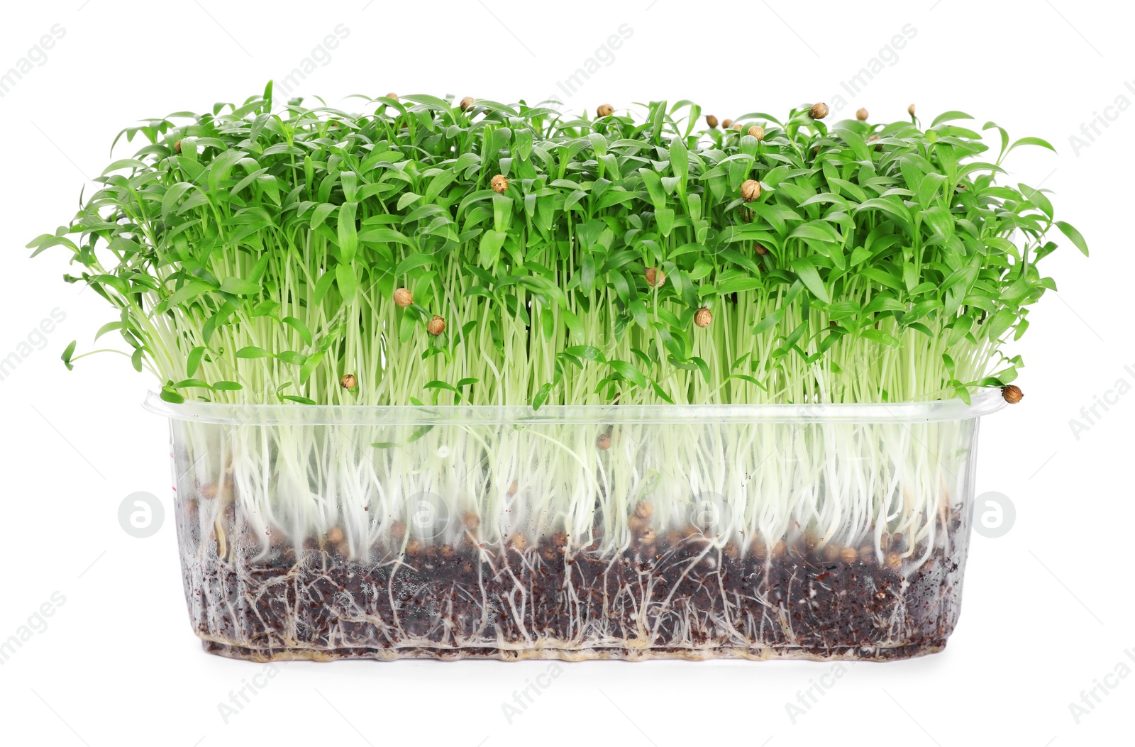 Photo of Fresh organic microgreen in plastic container on white background