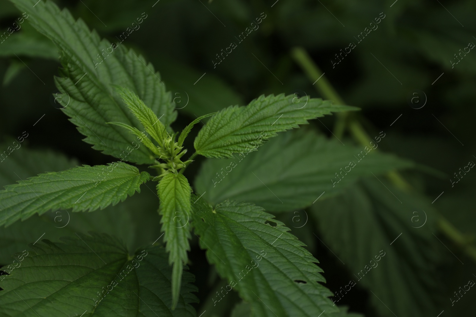 Photo of Beautiful green stinging nettle growing outdoors, closeup