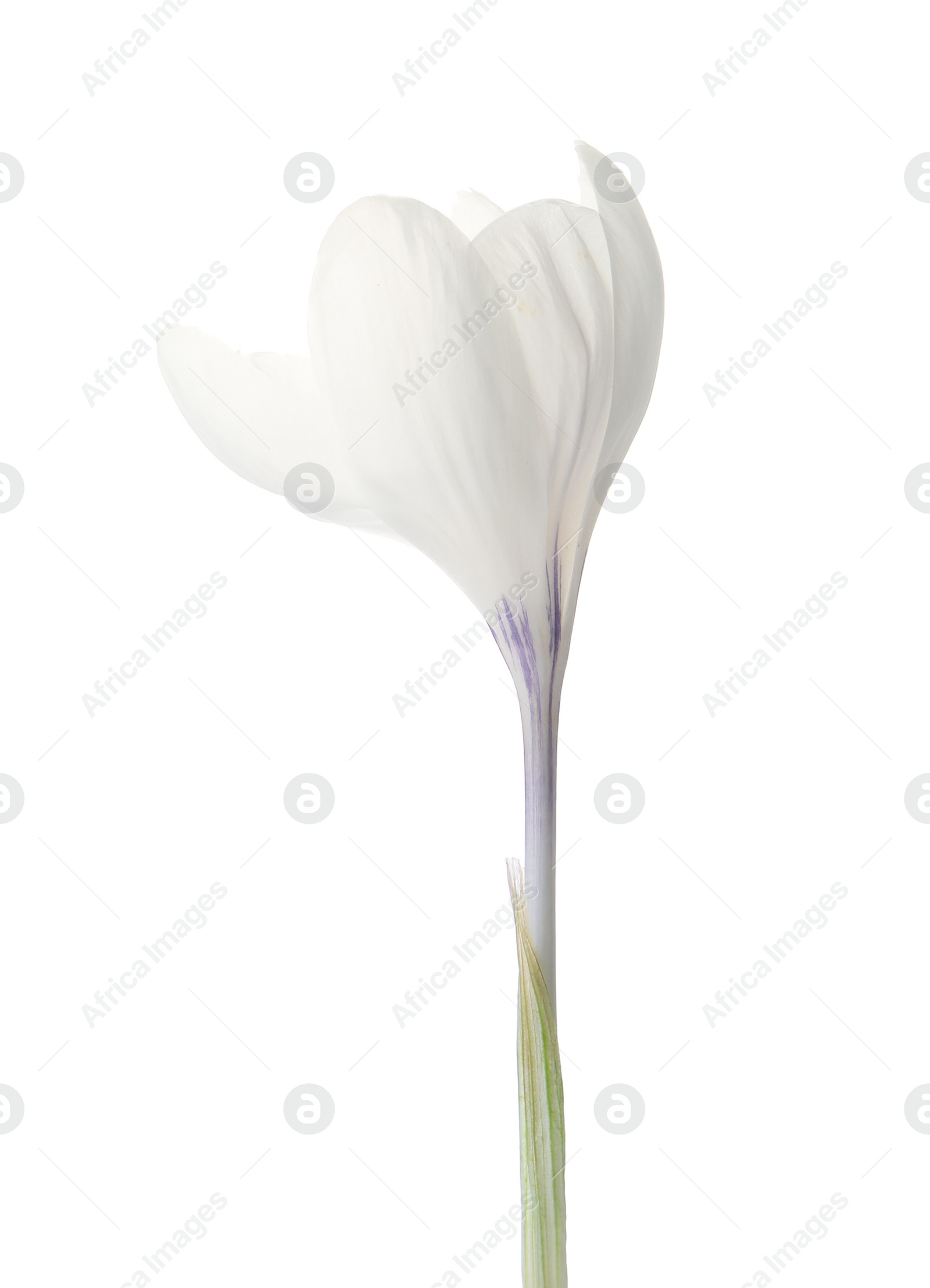 Photo of Beautiful crocus isolated on white. Spring flower