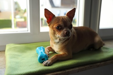 Cute small chihuahua dog with toy on window sill