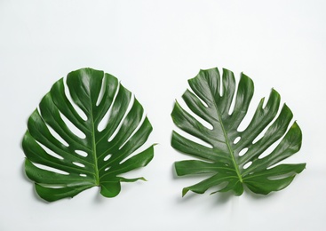 Photo of Beautiful tropical leaves on white background