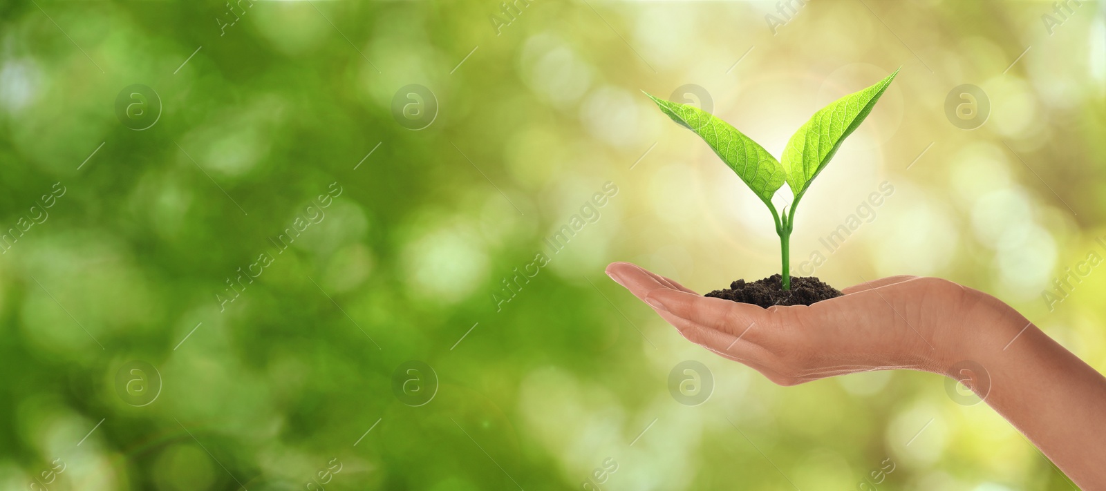 Image of Closeup view of woman holding small plant in soil on blurred background, banner design with space for text. Ecology protection