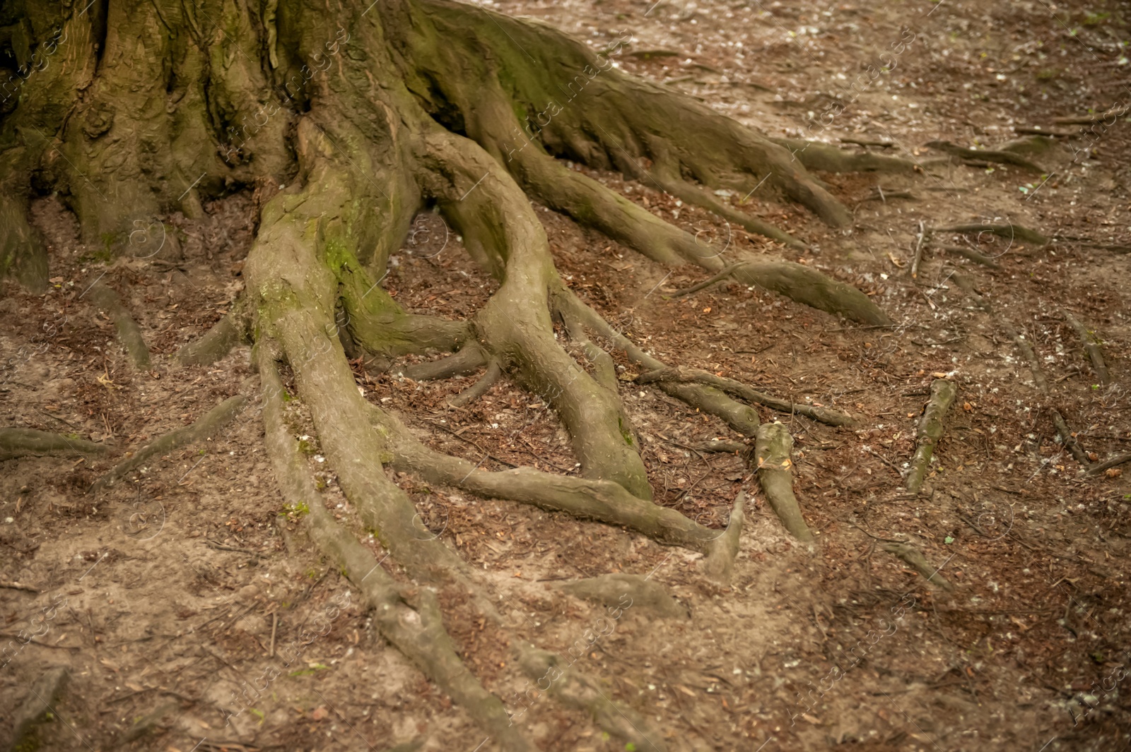 Photo of Tree roots visible through soil in forest