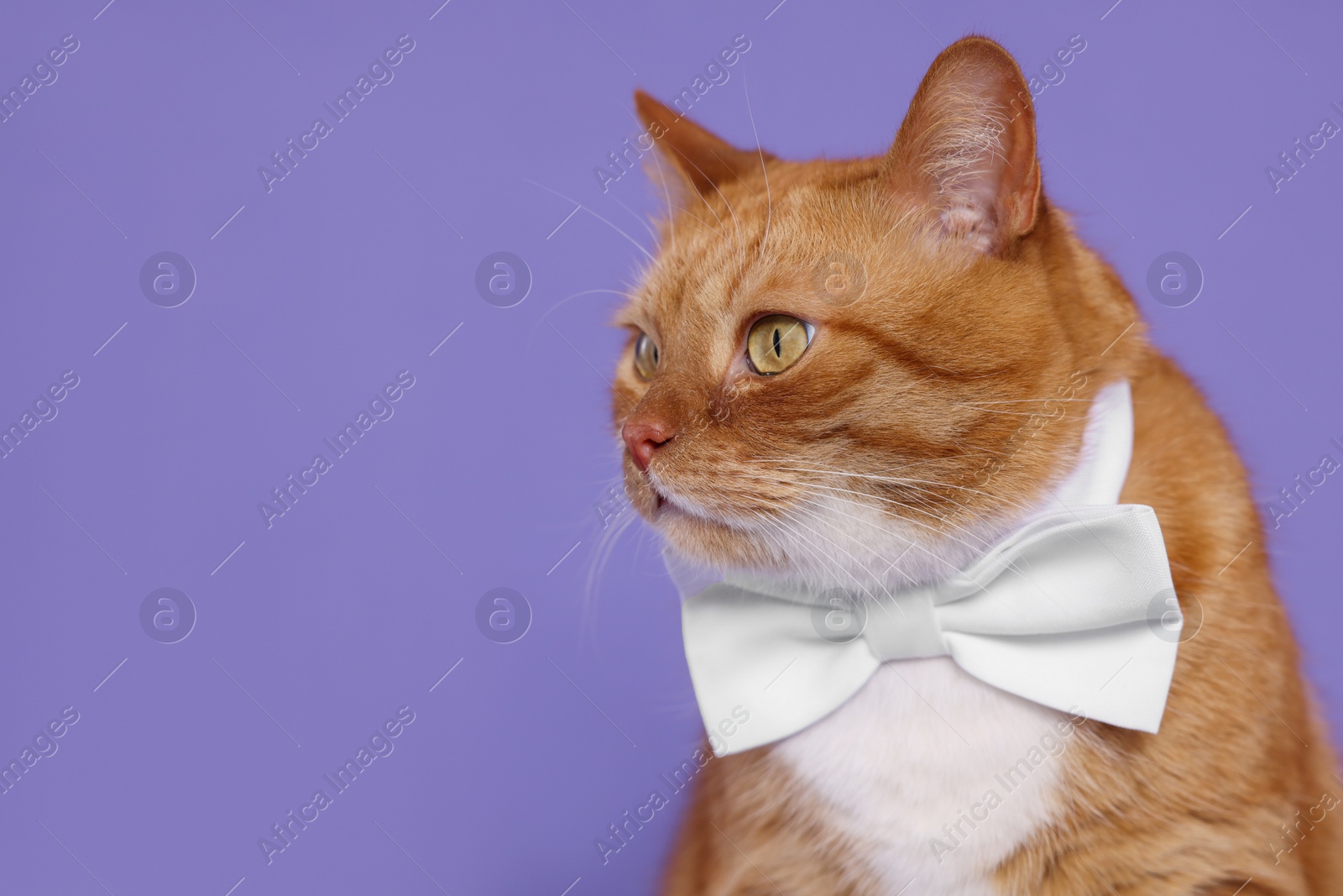 Photo of Cute cat with bow tie on lilac background, space for text