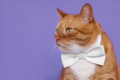 Cute cat with bow tie on lilac background, space for text