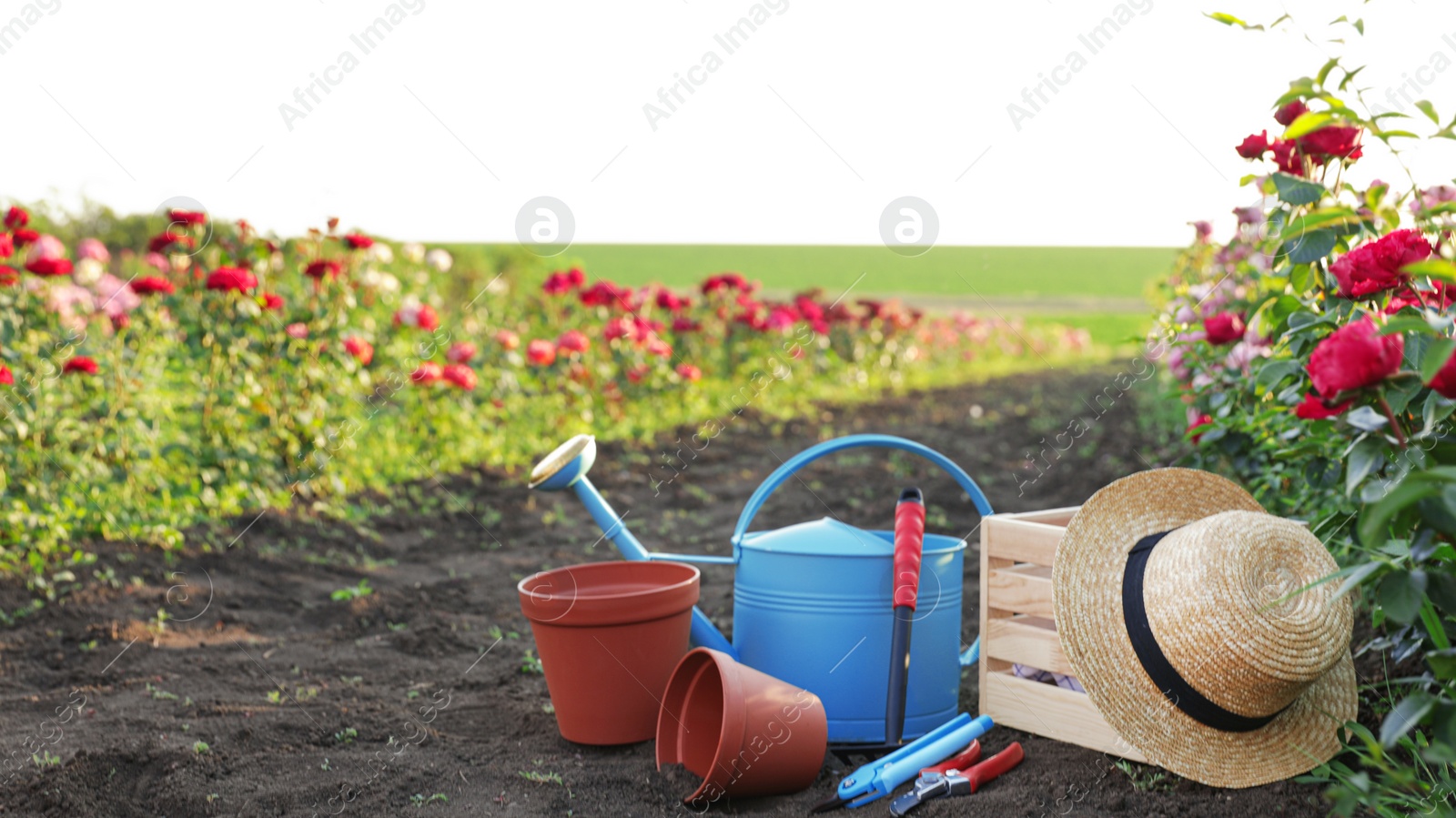 Photo of Straw hat, gardening tools and equipment near rose bushes outdoors