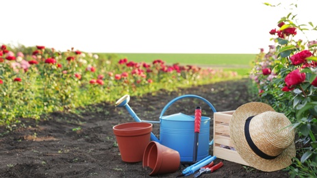 Straw hat, gardening tools and equipment near rose bushes outdoors