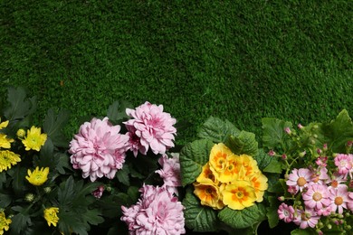 Photo of Beautiful chrysanthemum and primrose flowers on green grass, flat lay. Space for text