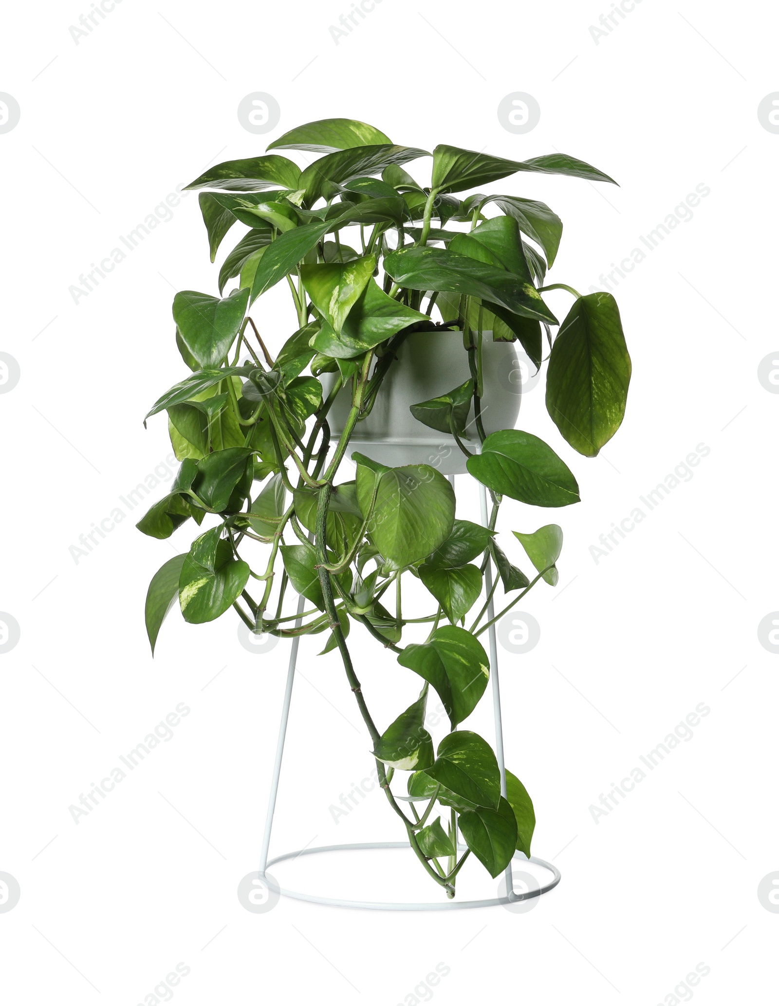 Photo of Beautiful Scindapsus plant in pot isolated on white. House decor