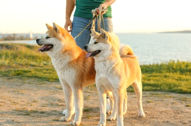 Young man walking his adorable Akita Inu dogs near river