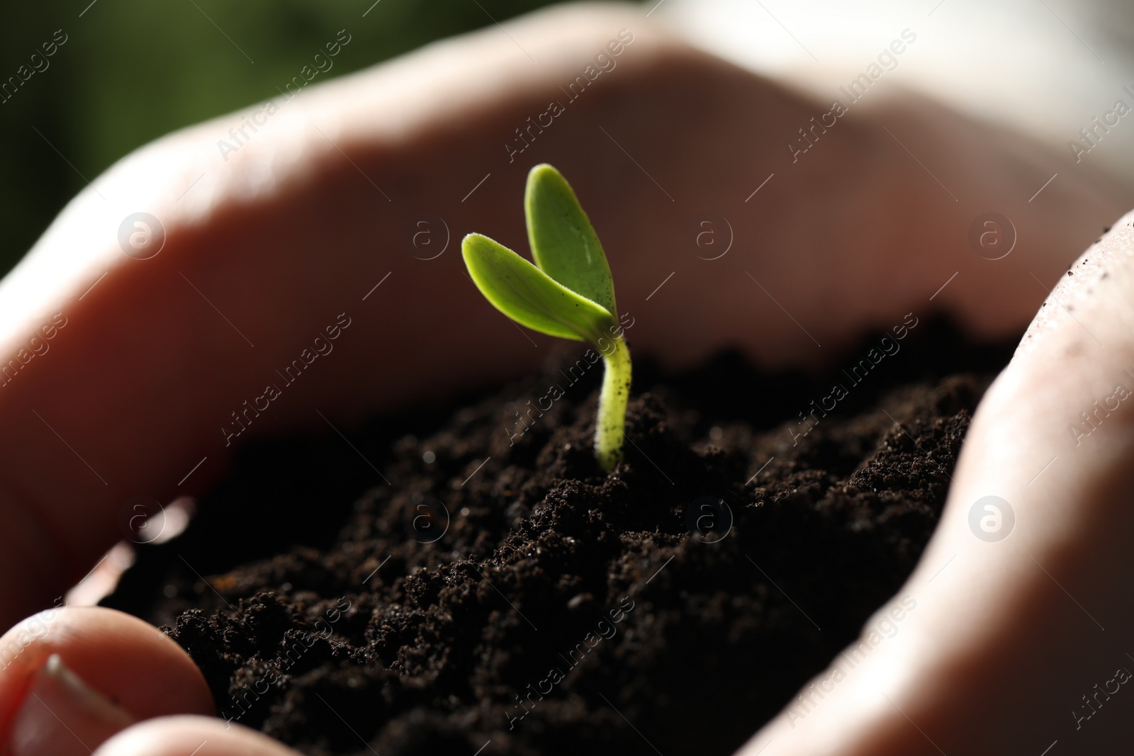 Photo of Woman holding soil with little green seedling, closeup