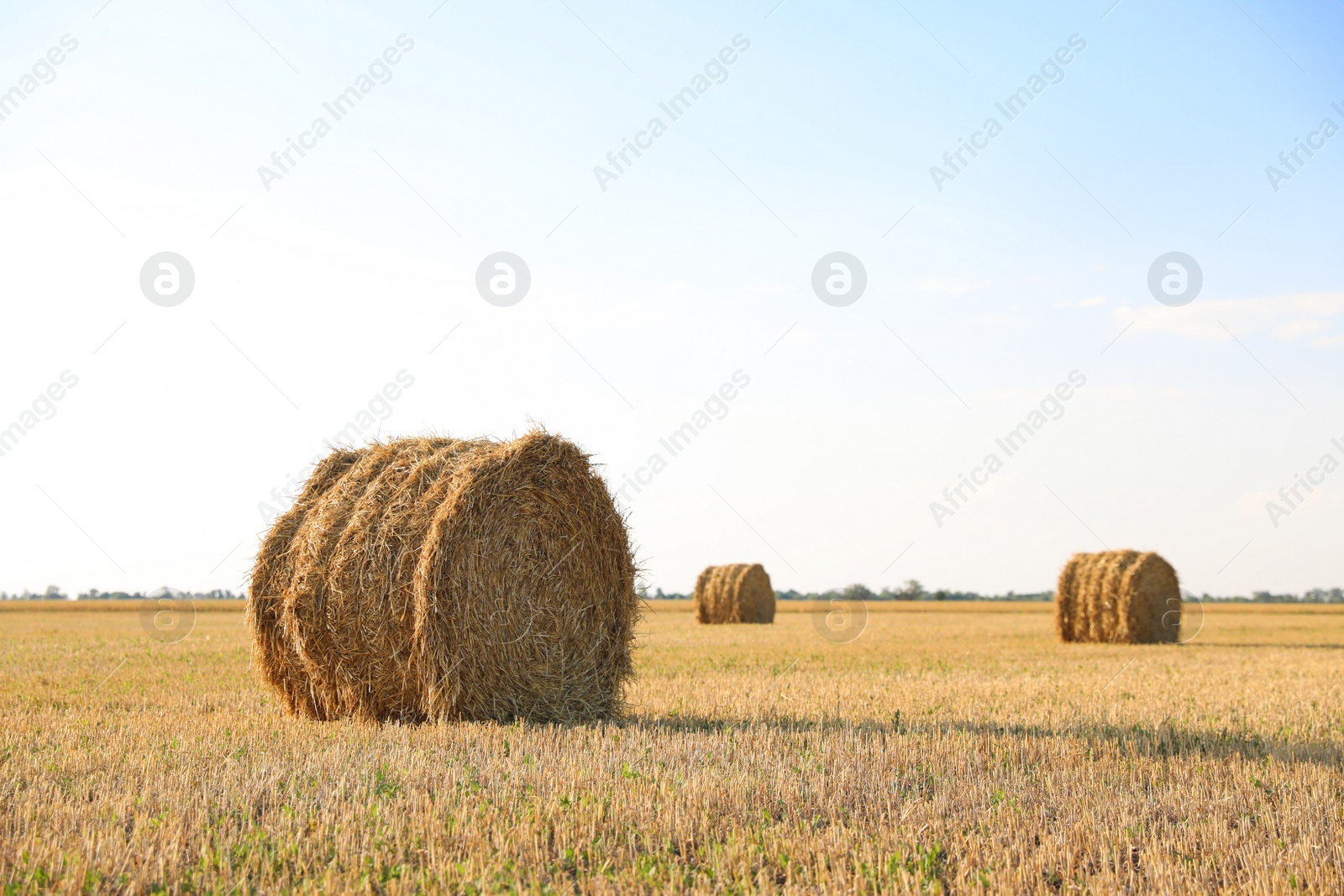 Photo of Round rolled hay bales in agricultural field on sunny day