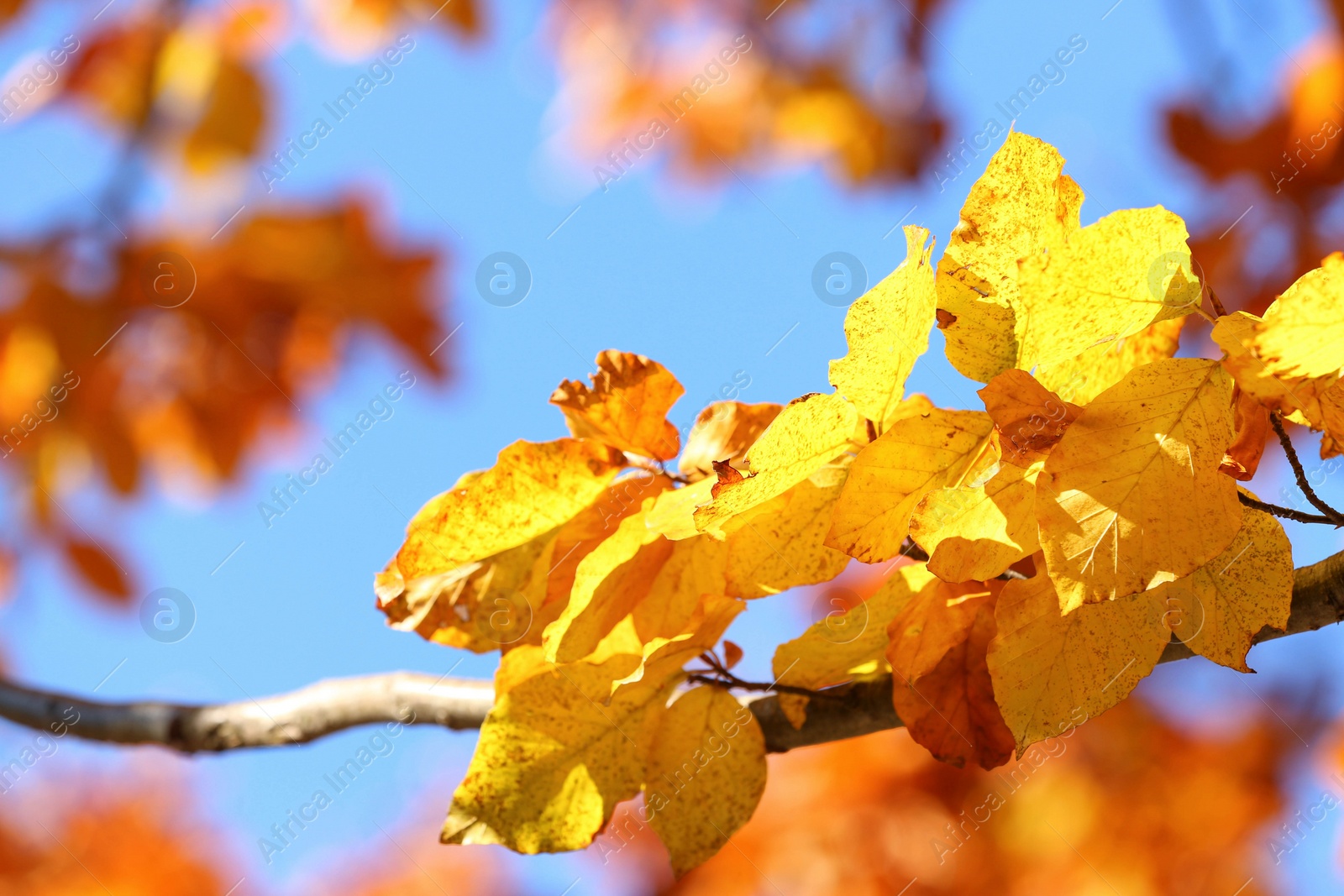 Photo of Tree with beautiful bright leaves under blue sky on sunny autumn day, closeup