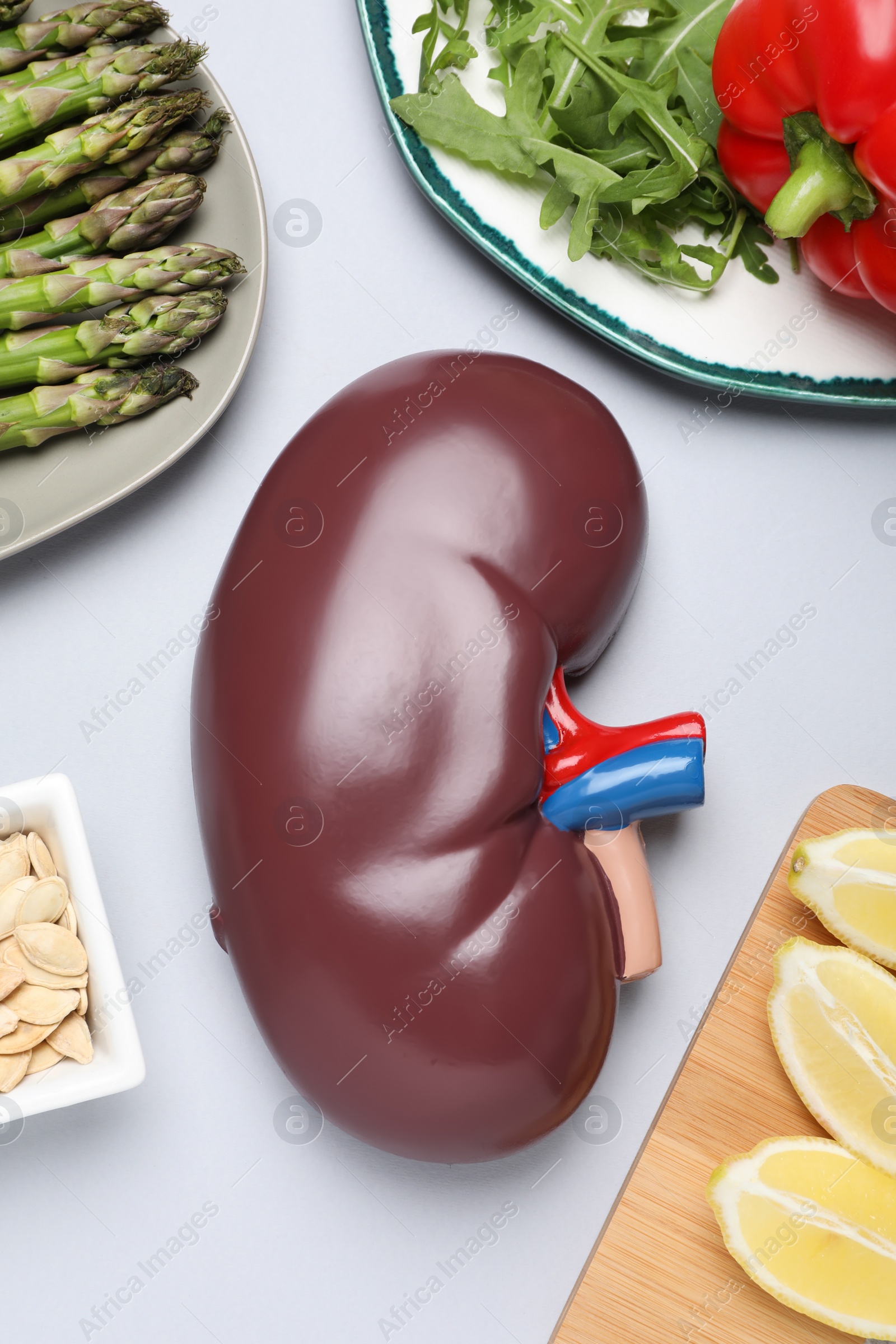 Photo of Kidney model and different healthy products on white background, flat lay