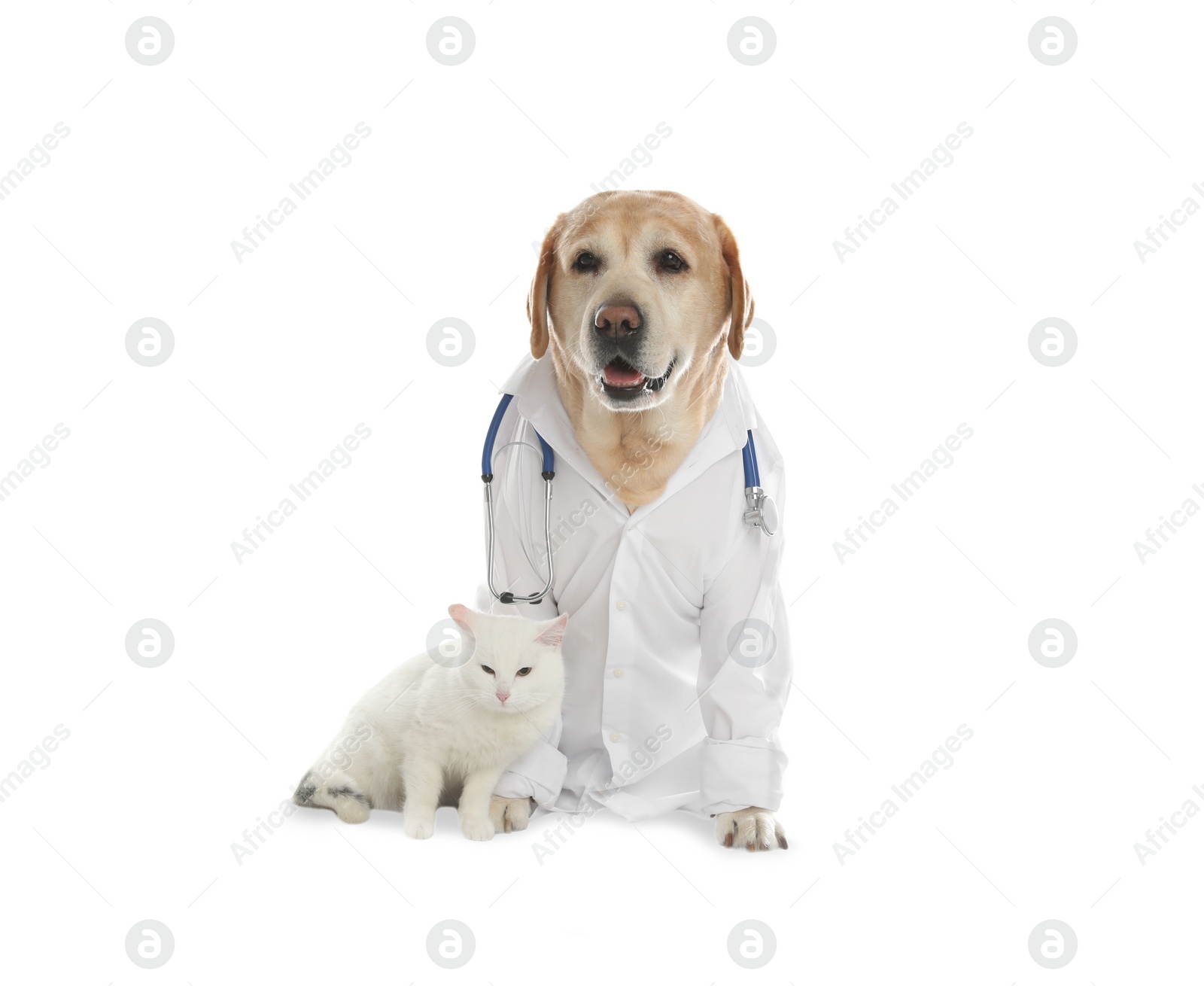 Photo of Cute Labrador dog in uniform with stethoscope as veterinarian and cat on white background