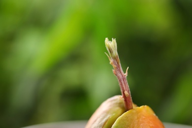 Avocado pit with sprout on blurred background, closeup. Space for text