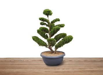 Image of Beautiful bonsai tree in pot on wooden table against white background