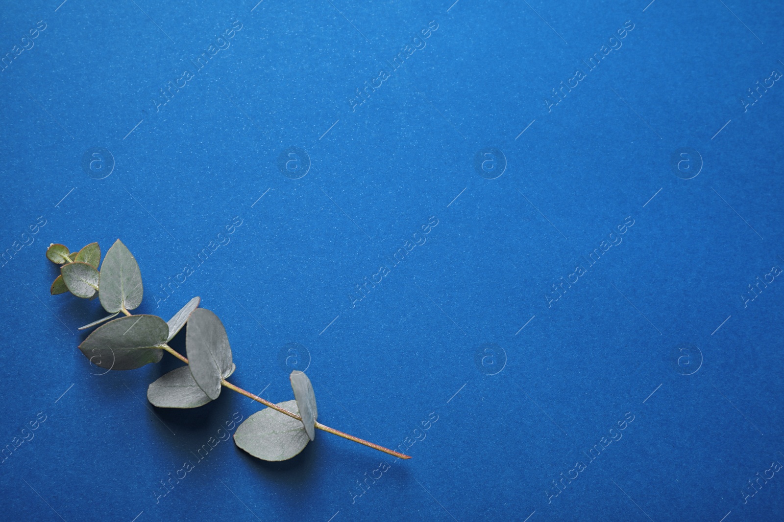 Photo of Eucalyptus branch on bright background, top view with space for text. Color of the year 2020 (Classic blue)