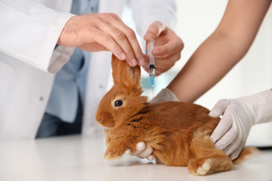 Professional veterinarians vaccinating bunny in clinic, closeup