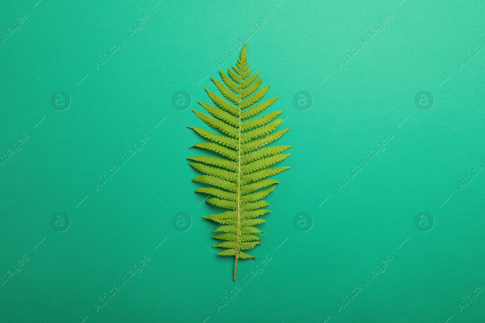 Photo of Beautiful tropical fern leaf on light green background, top view