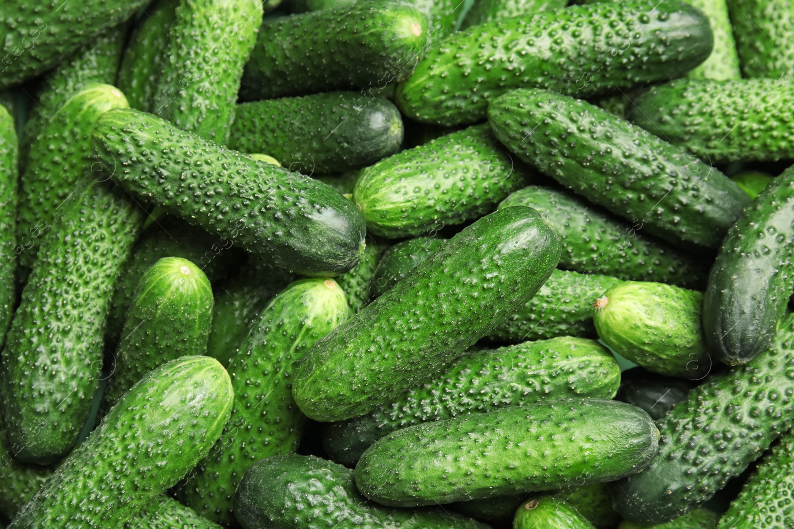 Photo of Ripe fresh cucumbers as background