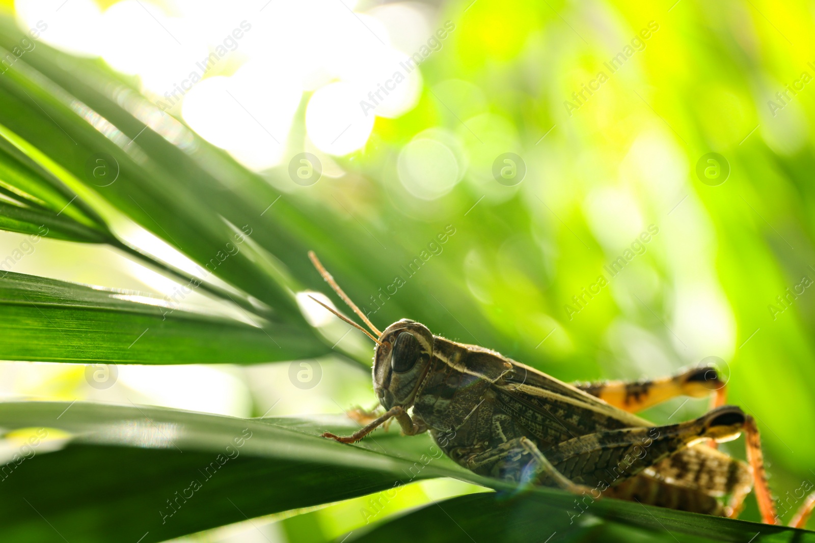 Photo of Common grasshopper on green leaf outdoors. Wild insect