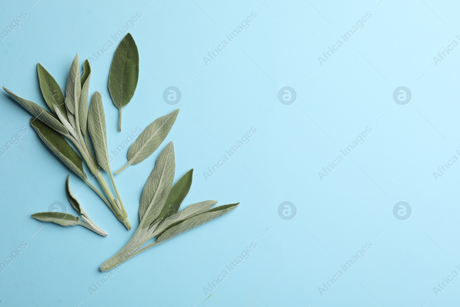Photo of Fresh green sage leaves on turquoise background, flat lay. Space for text