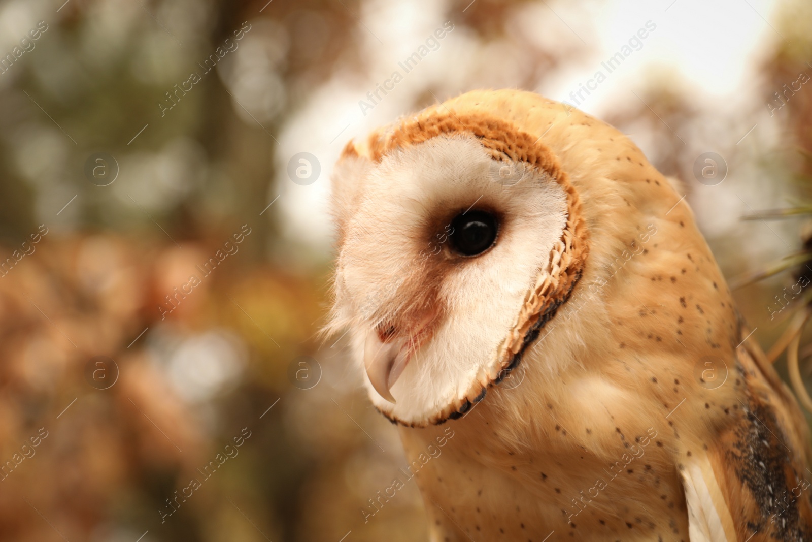 Photo of Beautiful common barn owl outdoors. Bird of prey