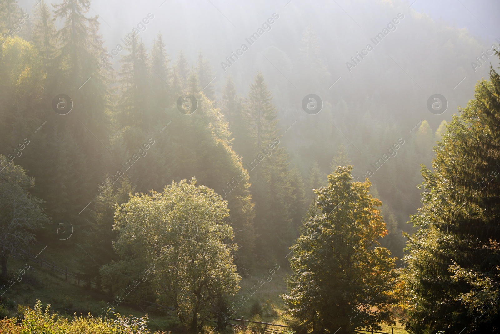 Photo of Amazing view of beautiful mountain forest covered with fog in morning
