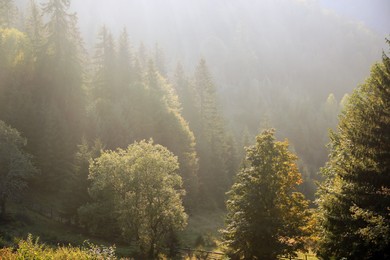 Photo of Amazing view of beautiful mountain forest covered with fog in morning