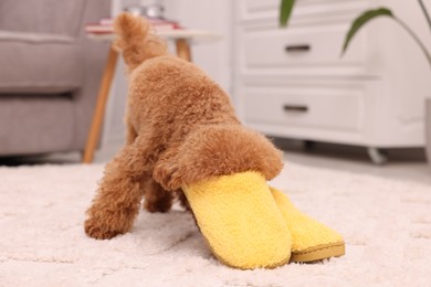 Cute Maltipoo dog near yellow slippers at home. Lovely pet