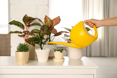 Woman watering beautiful exotic houseplants indoors, closeup