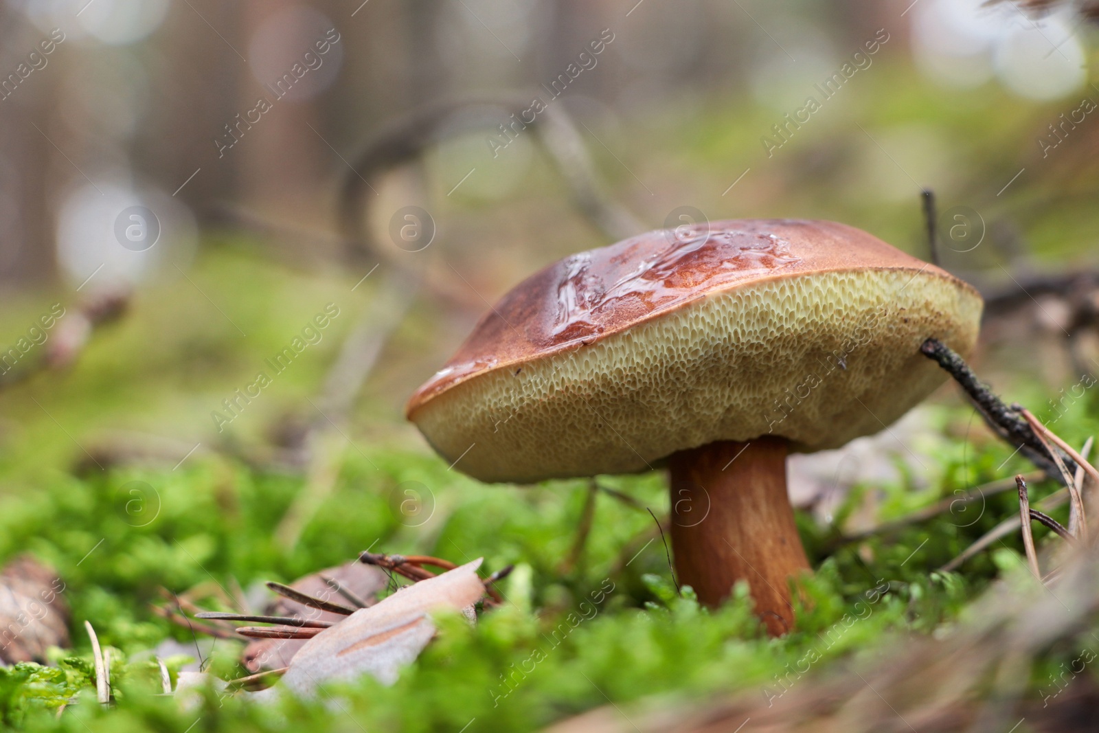 Photo of Polish mushroom Imleria badia growing in forest, closeup. Space for text