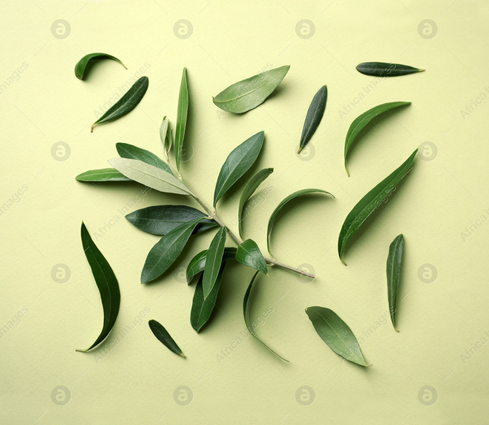 Photo of Flat lay composition with fresh green olive leaves and twig on color background