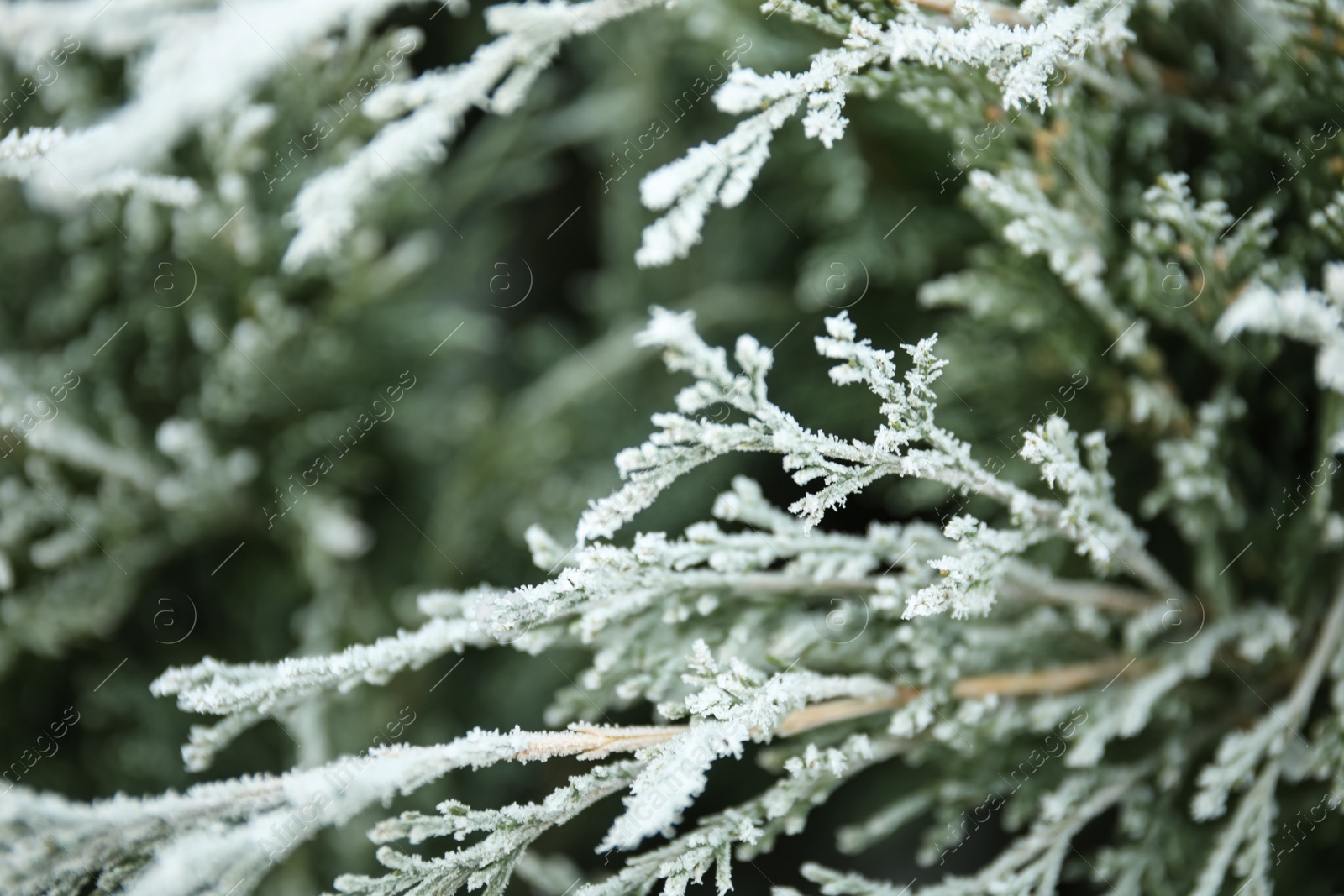 Photo of Branch of coniferous tree covered with hoarfrost outdoors on cold winter morning, closeup