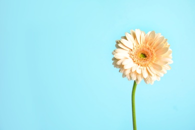 Beautiful bright gerbera flower on color background. Space for text