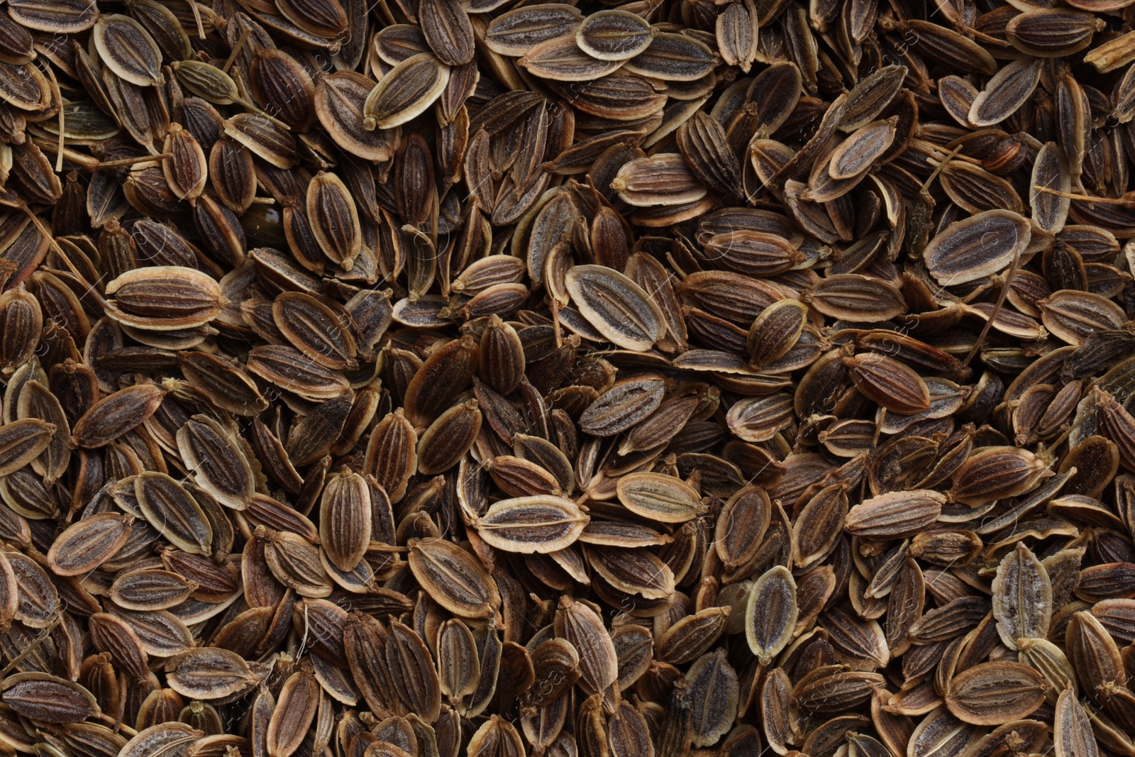 Photo of Many dry dill seeds as background, top view