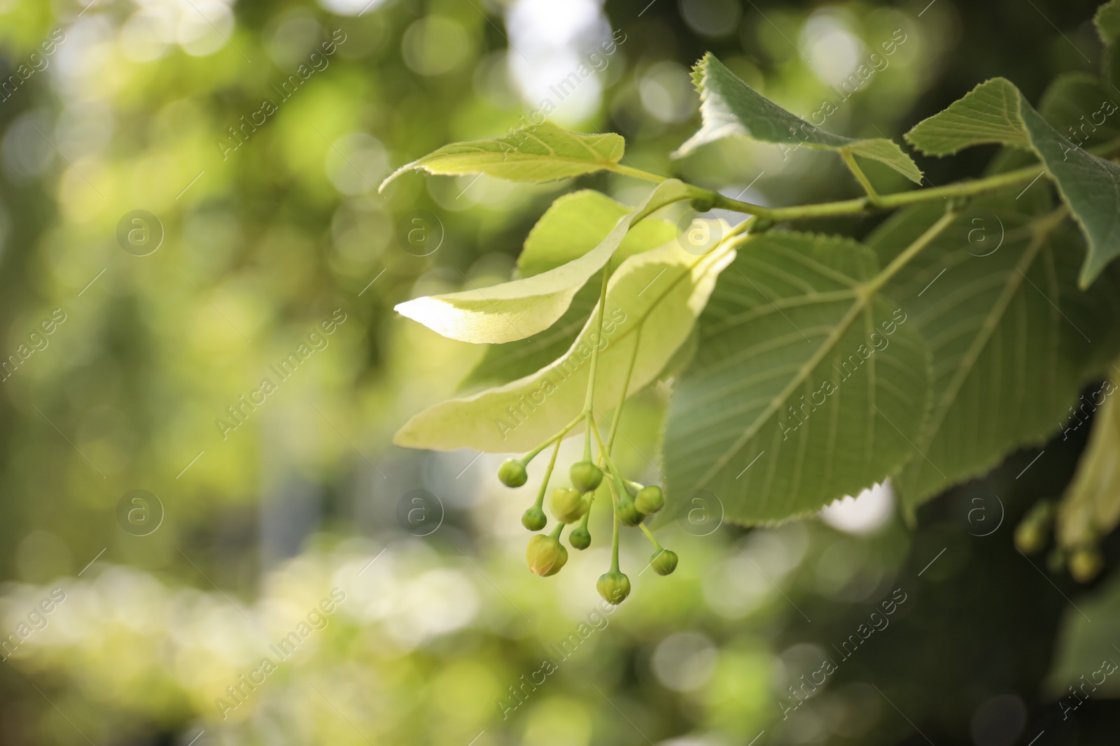 Photo of Closeup view of linden tree with fresh young green leaves and blossom outdoors on spring day