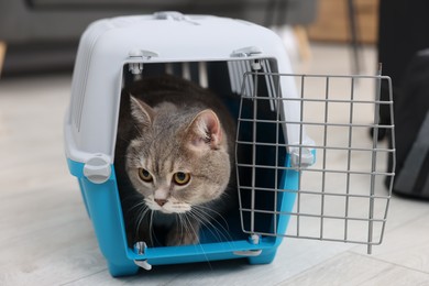 Travel with pet. Cute cat in carrier indoors