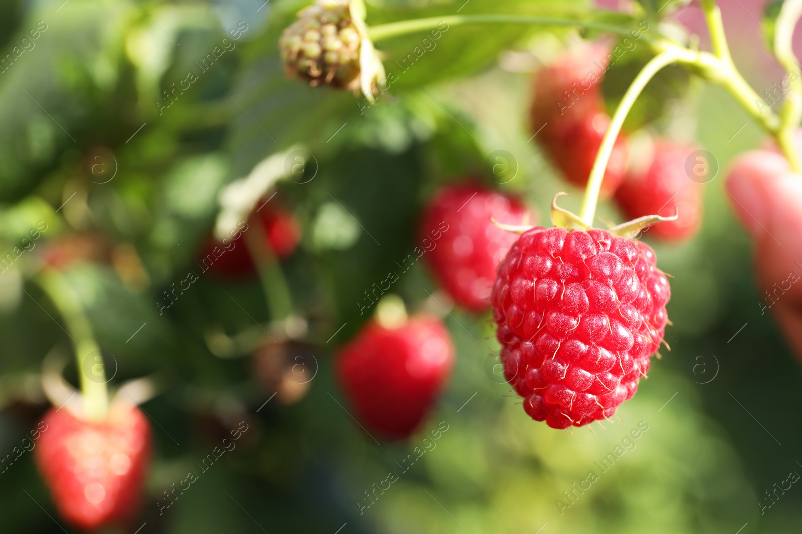 Photo of Red raspberry growing on bush outdoors, closeup. Space for text