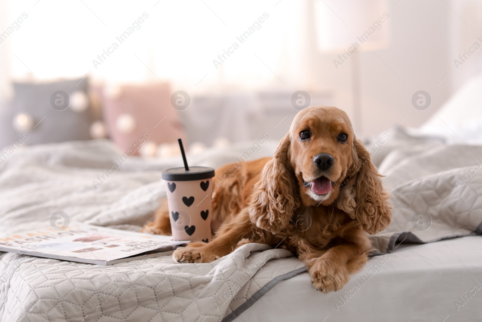 Photo of Cute Cocker Spaniel dog on bed at home. Warm and cozy winter