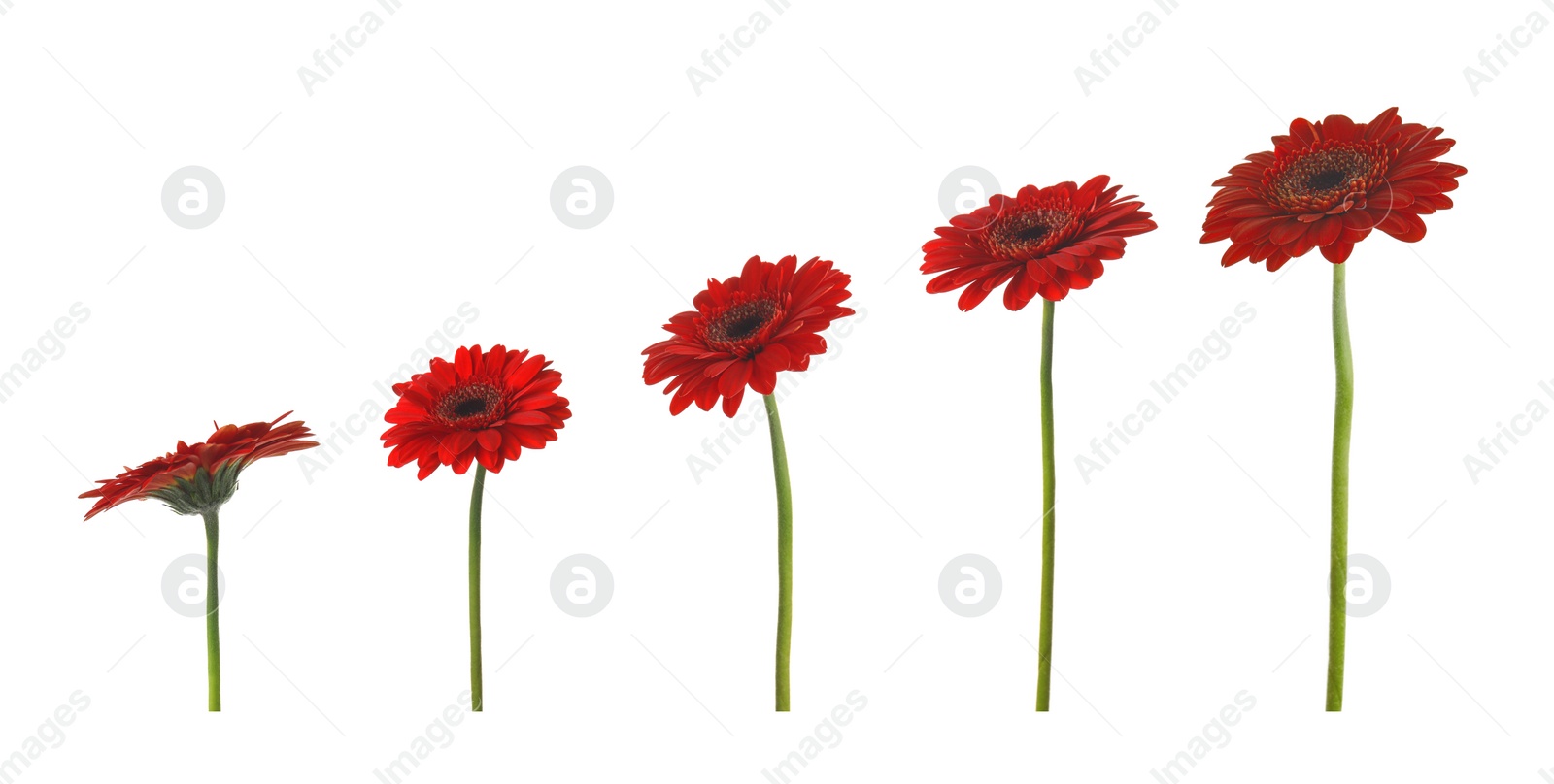 Image of Set of beautiful red gerbera flowers on white background. Banner design