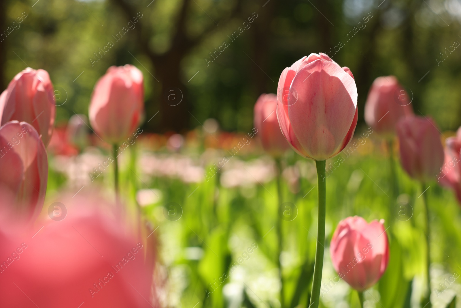 Photo of Beautiful pink tulips growing outdoors on sunny day, closeup