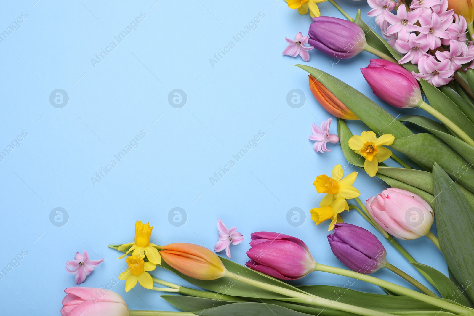 Photo of Beautiful flowers on light blue background, flat lay. Space for text